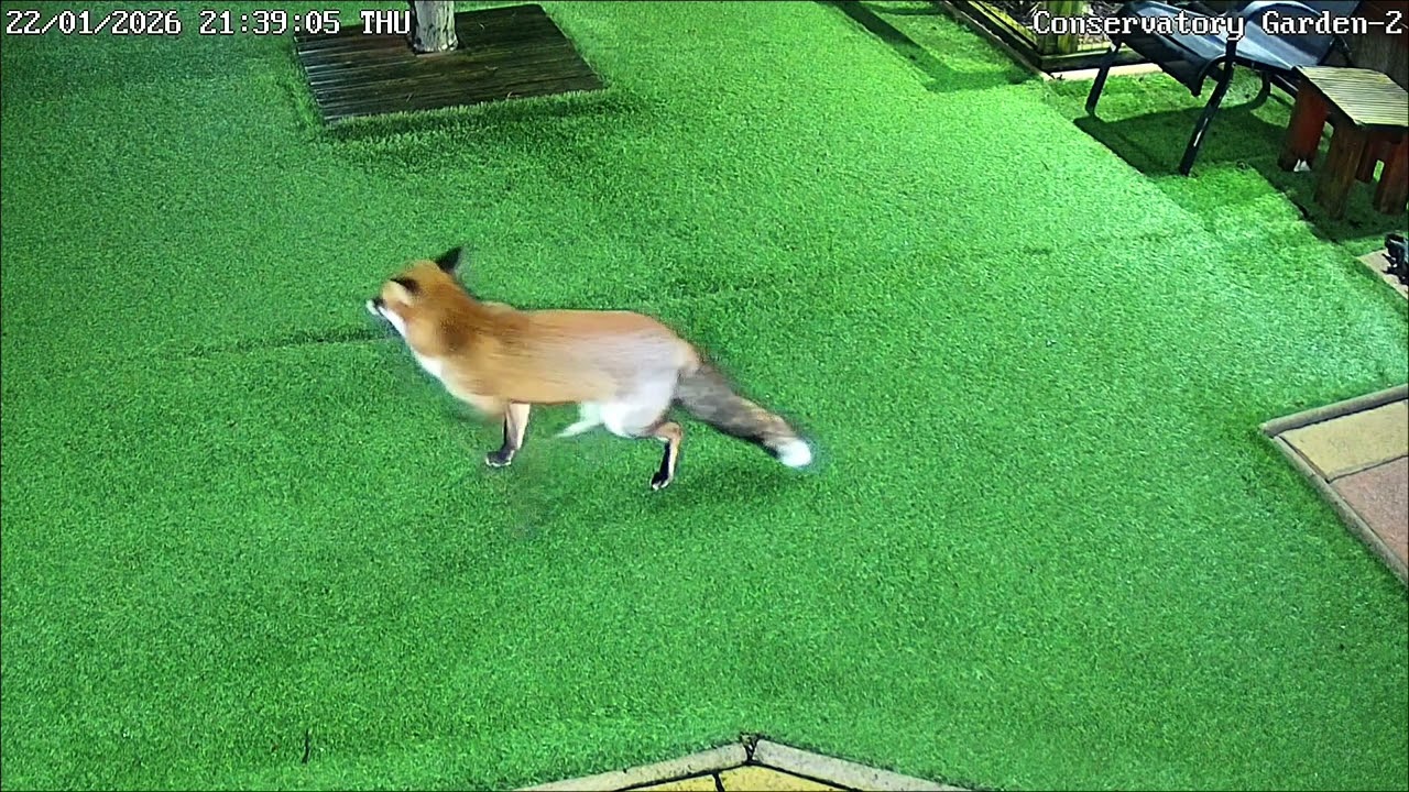 Our Family of Foxes - Maverick makes an unusual entrance 🦊💞