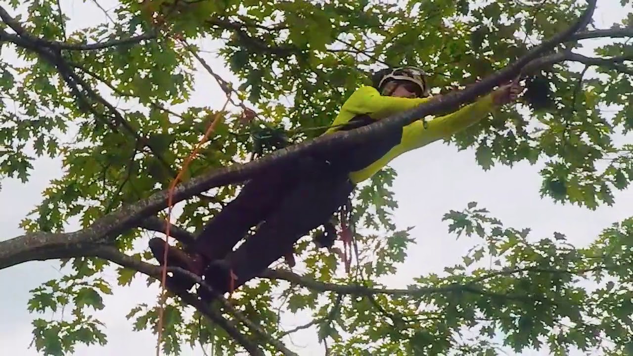 Arborist Skills - Climber Work Positioning