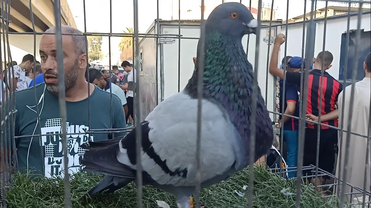 أنواع و أسعار الحمام في السوق الحراش الأسبوعي لطيور