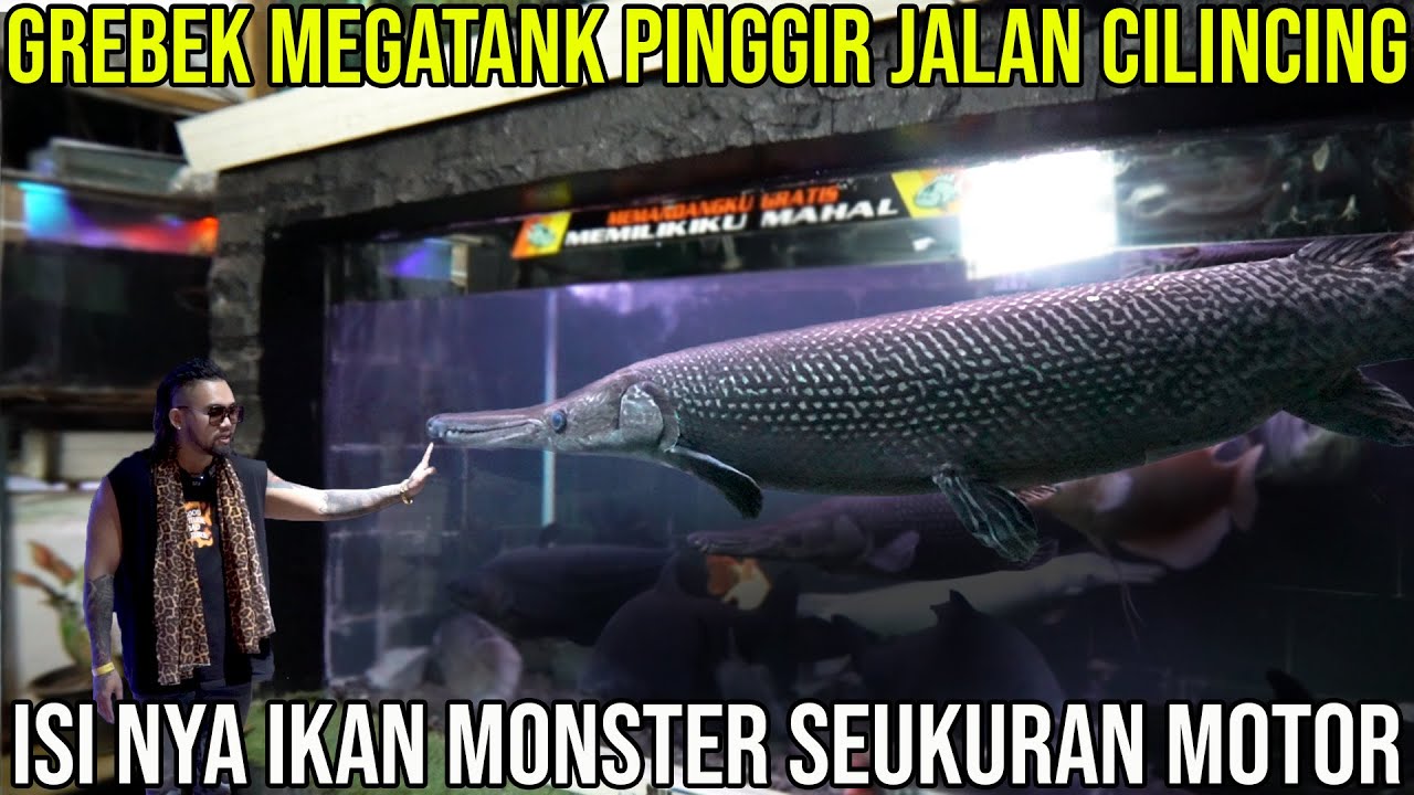GREBEK MEGATANK PINGGIR JALAN CILINCING. ISINYA IKAN MONSTER SEUKURAN MOTOR