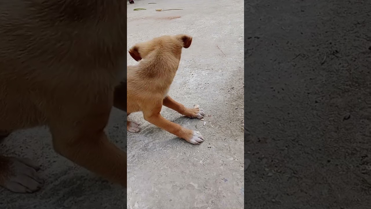 Amra sobai ar kalu ar lalur bacha #dog #animal #puppy 