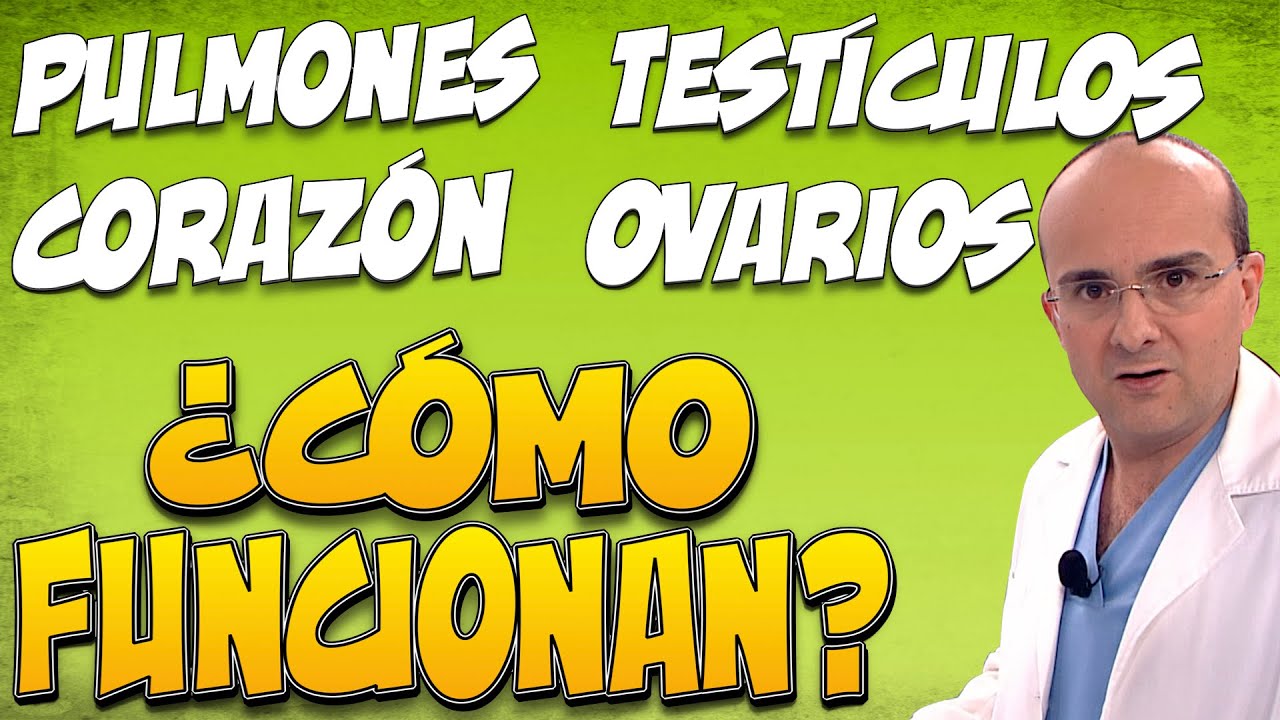 PULMONES, CORAZÓN, OVARIOS y TESTÍCULOS   ¿CÓMO FUNCIONAN? | CUERPO HUMANO