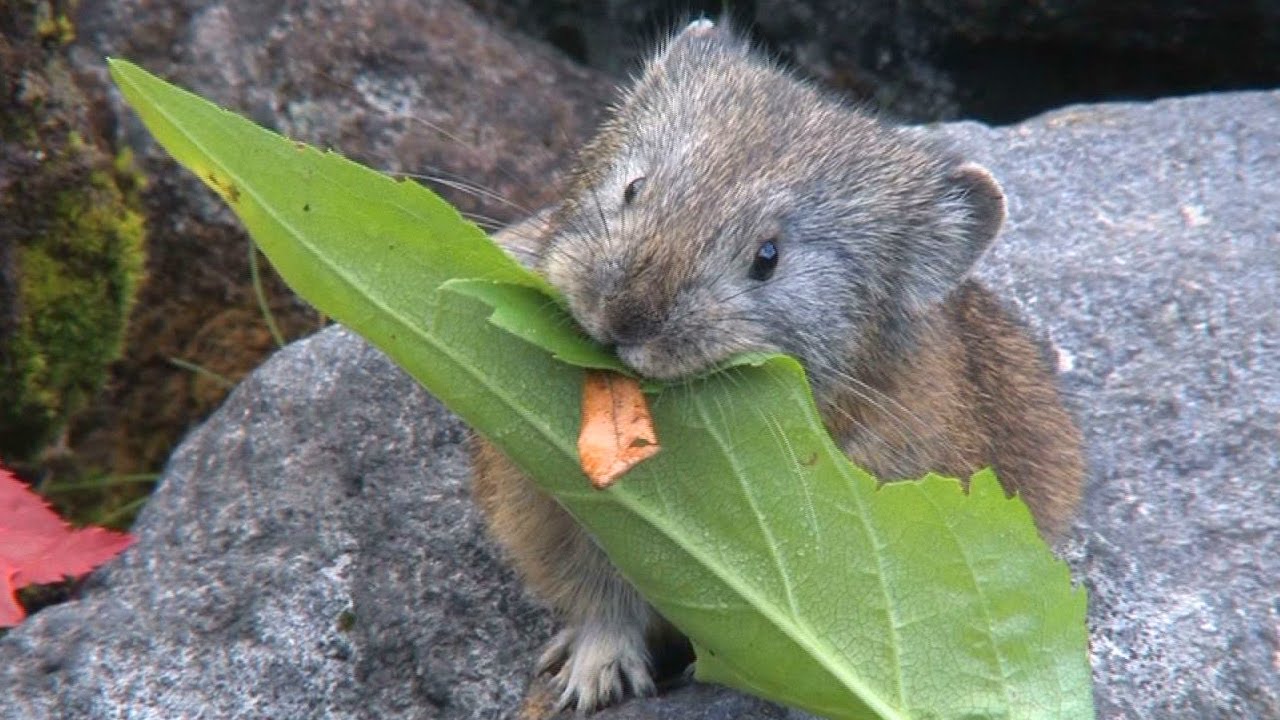 頑張れ！エゾナキウサギ　He can do his best.   Pika
