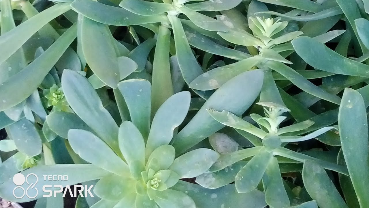 النبتة المقاومة سيدوم بالميري أقوى نباتاتي 😊