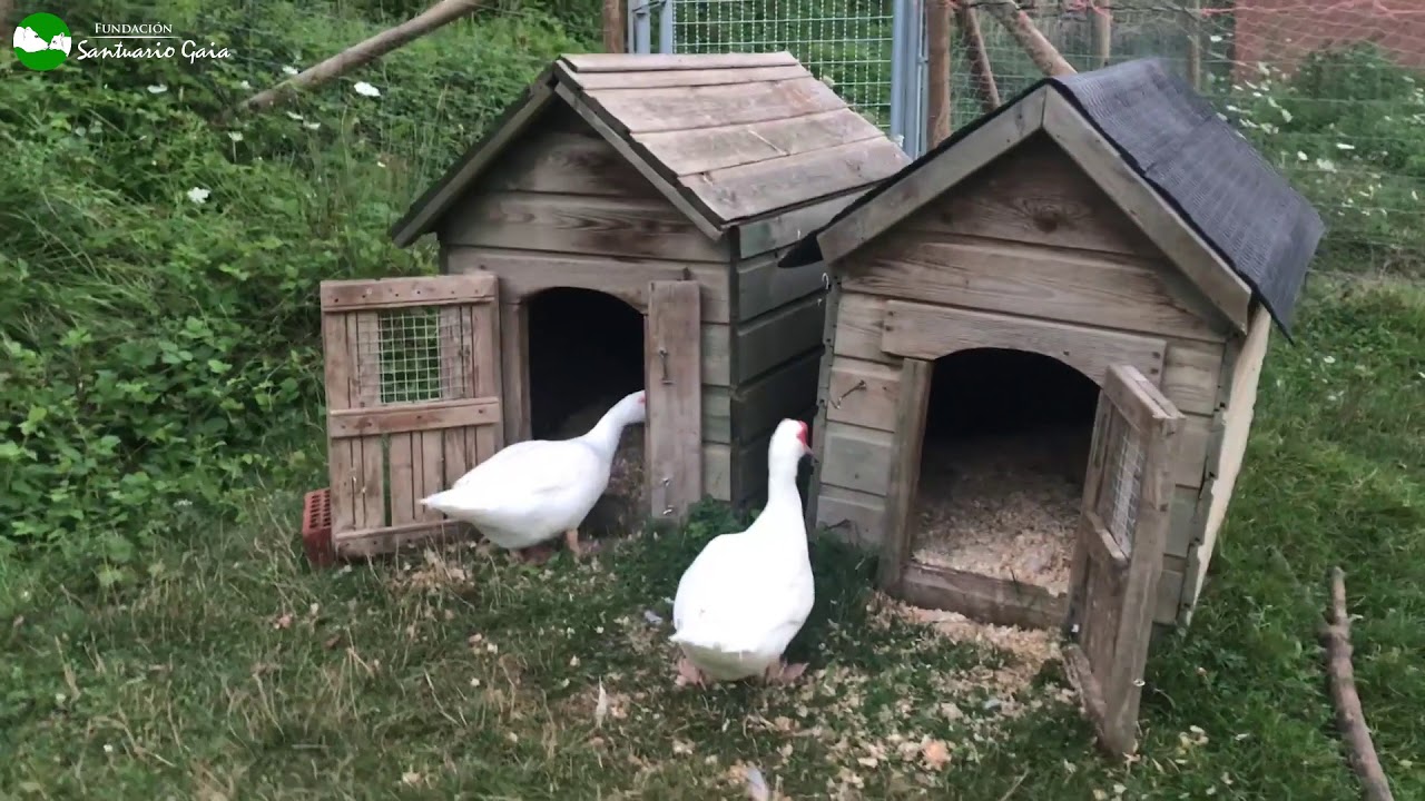Así se van los patos y ocas a dormir