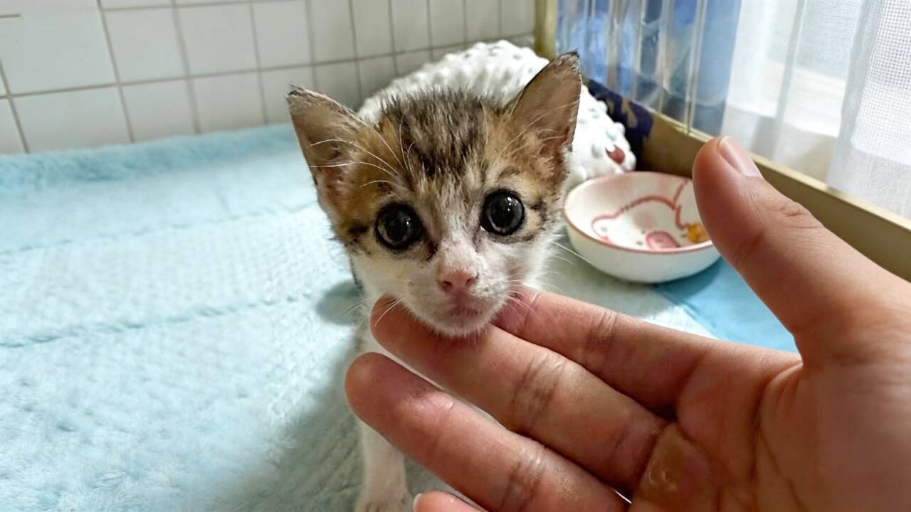 捡到一只刚出生的小奶猫，花了一个月时间，我把它养大了