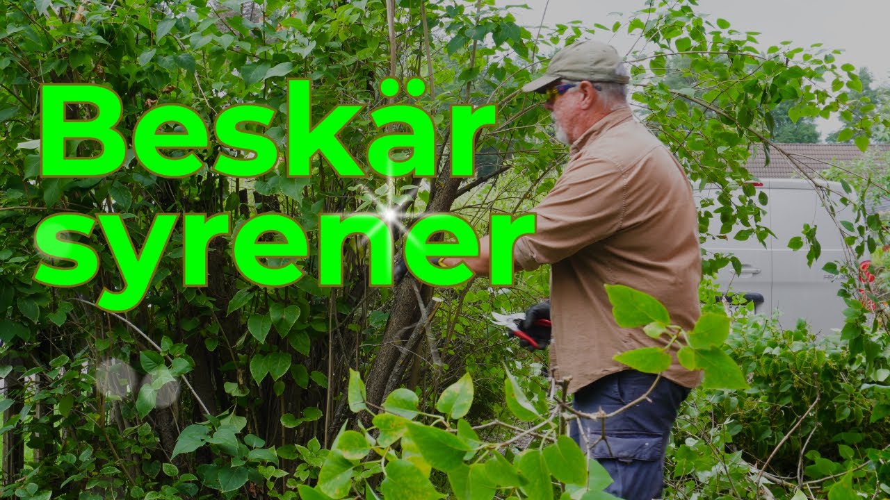 Syrener kapas ner och flisas i kompostmaskinen