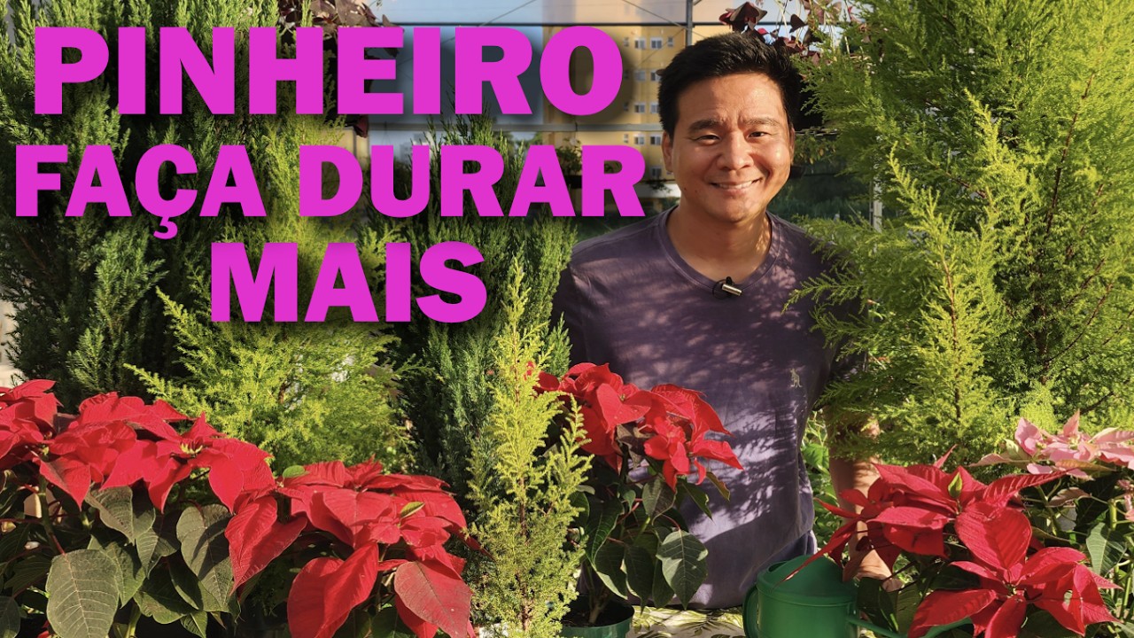 5 Dicas para seu Pinheiro de Natal durar muito mais