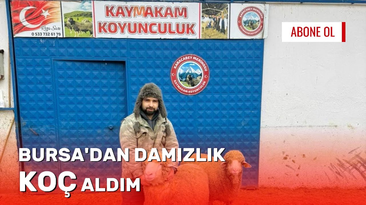 BURSAdan KAYMAKAM koyunculuktan damızlık KOÇ aldım/Kışlık odunlar hazır/Sıfırdan Hayvancılık