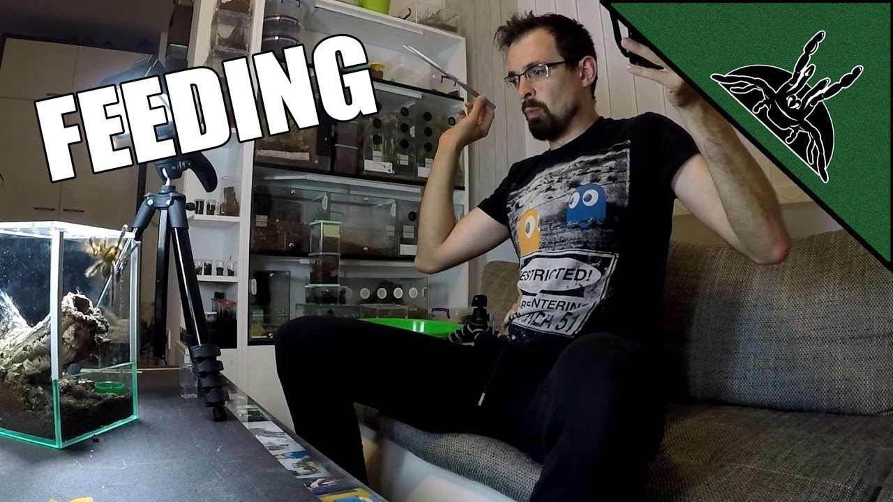 Poecilotheria-s are CRAZY! - Feeding video