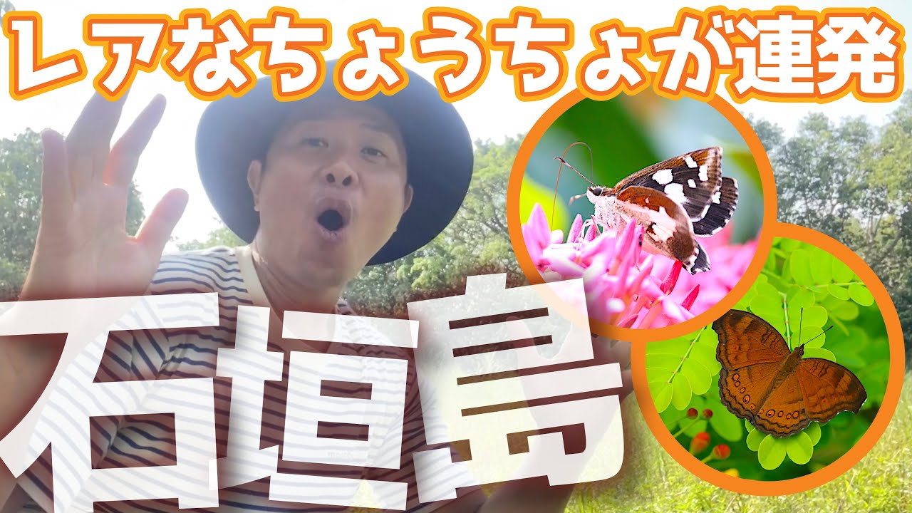 【珍しいチョウ？！】石垣島は秋も蝶の楽園だった！2022年9月編！昆虫すごいぜ！