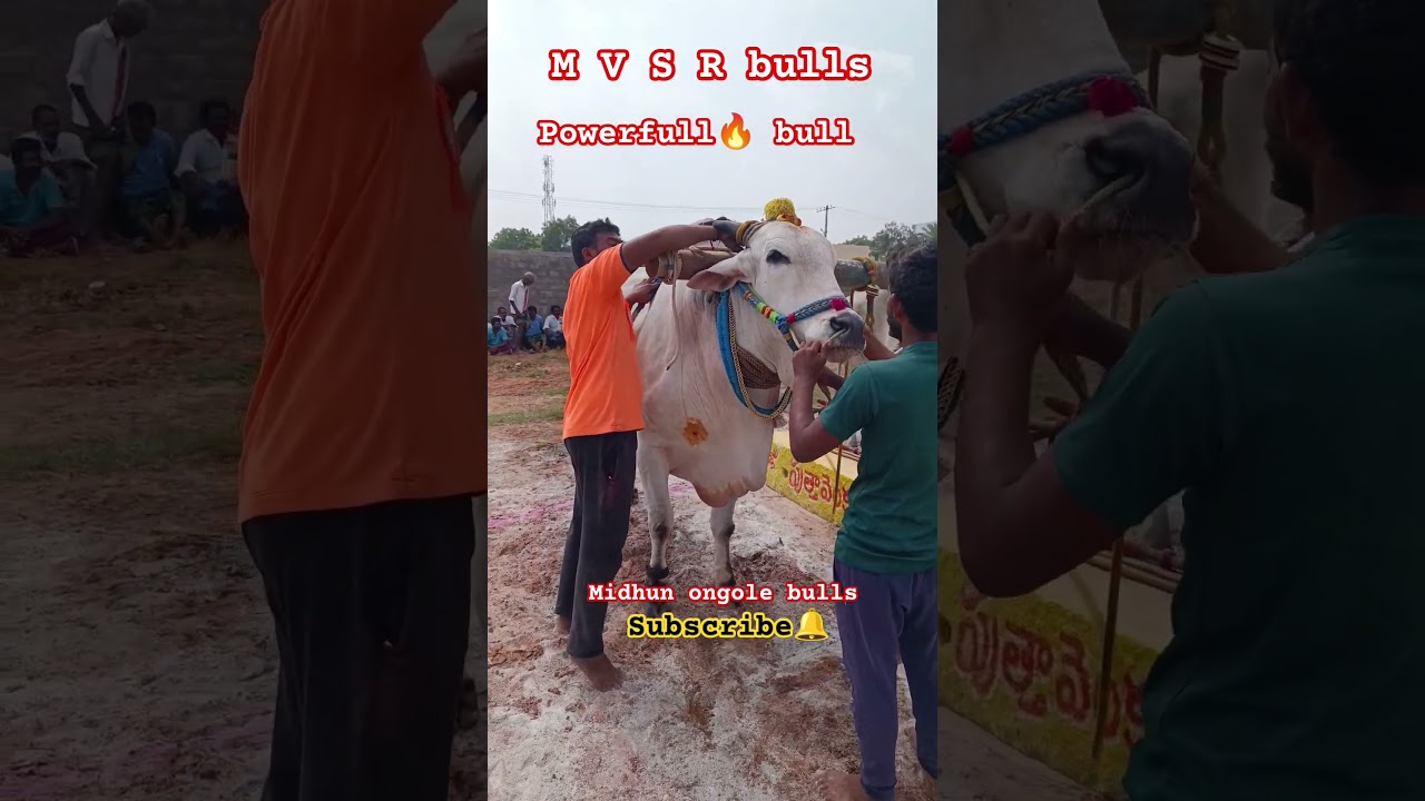 #M V S R bulls#powerful 💪 bull#subscribe 🔔 my channel