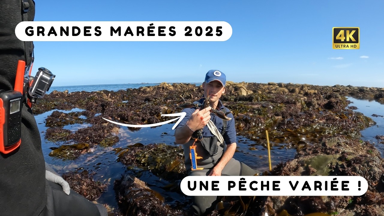 Pêche à pied entre amis : homards, ormeaux et poulpe ! Grandes marées 2025 - Côtes d'Armor