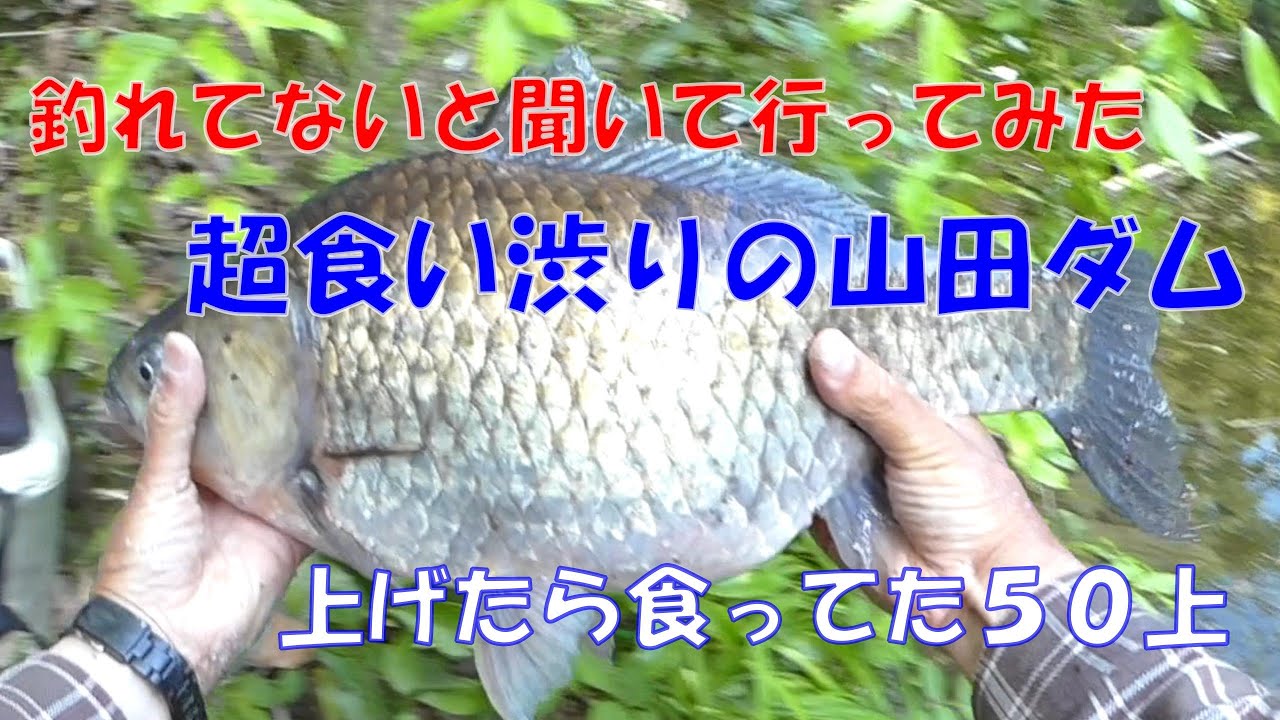 釣・れ・た５０上 　超食い渋りの山田ダム ［山田ダム編１］