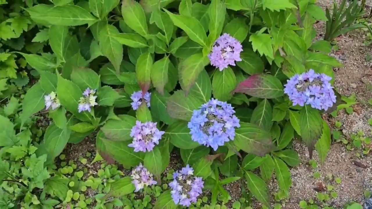 좌충우돌 가드닝/가드너의 성장기록/최고의 가드너를 꿈꾸며🌸🌼🪴