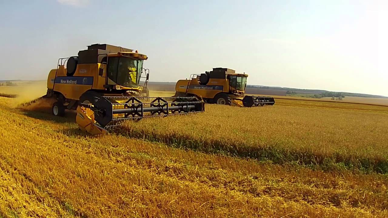 New Holland CS6090 | Уборка пшеницы