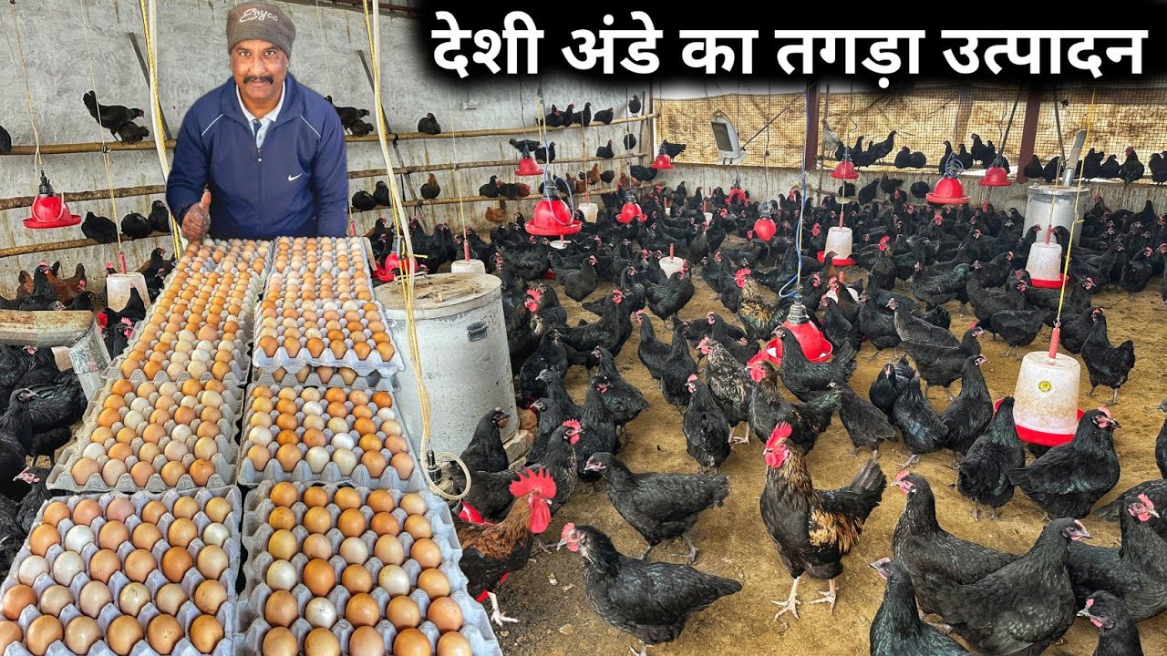 खेती के साथ देशी मुर्गी पालन | Desi Poultry Farming | Poultry Farm Business Plan