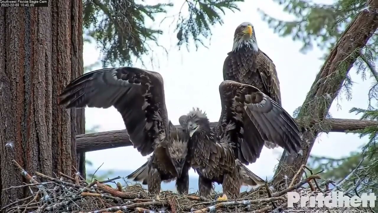 The Flight Training on the Nest 16:9-101 #wildlife #eagles #eaglets #shorts