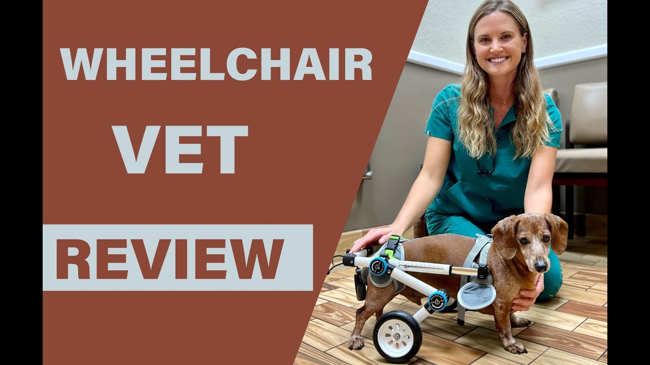 Veterinarian Introduces the Haute Wheels Pet Wheelchair!