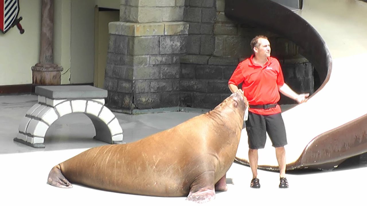 MARINELAND WALRUS, SEA LION AND DHOLPHIN SHOW
