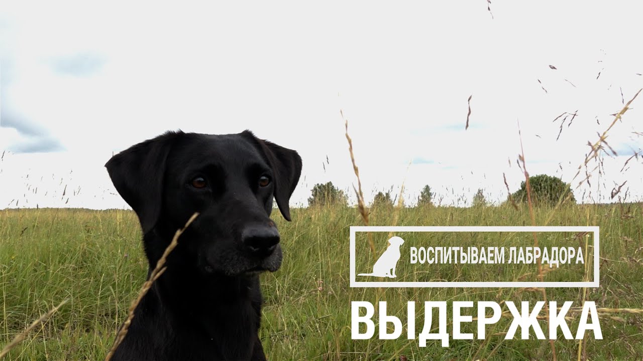 Воспитываем лабрадора. Выдержка.