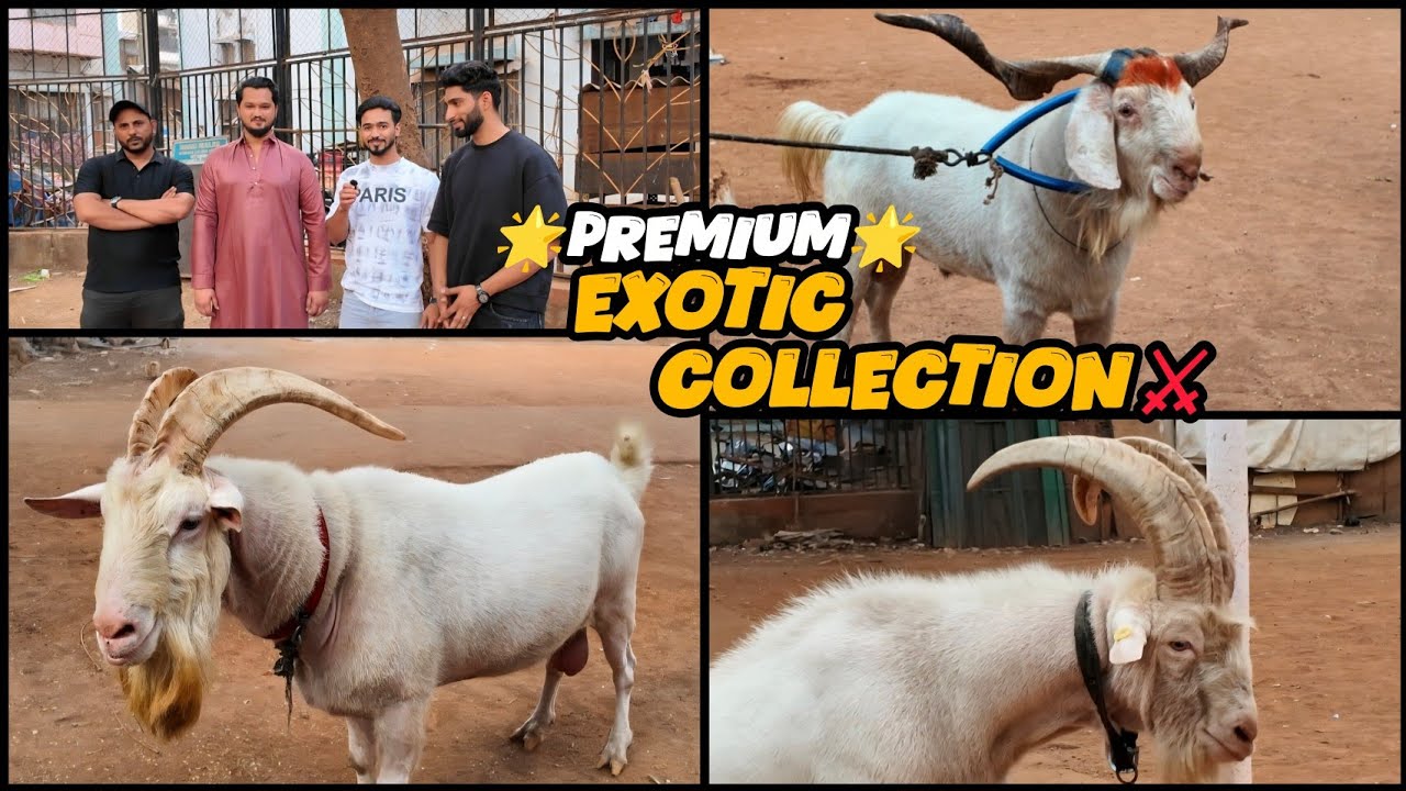 Ye Hai Mumbai Ka Shauk❤️ || Al Mehtab Goat Farm