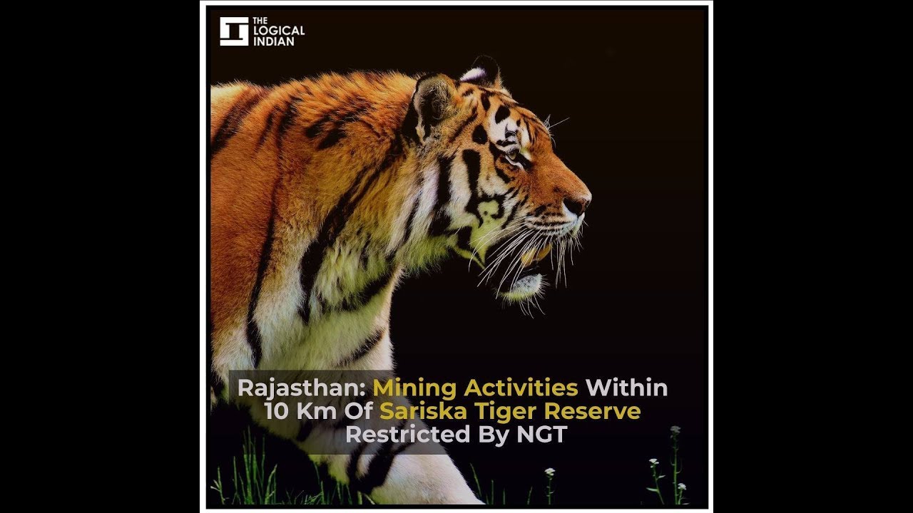 Rajasthan: Mining Activities Within 10 Km Of Sariska Tiger Reserve Restricted By NGT