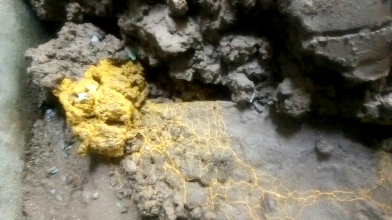 Lichen (Crustose)