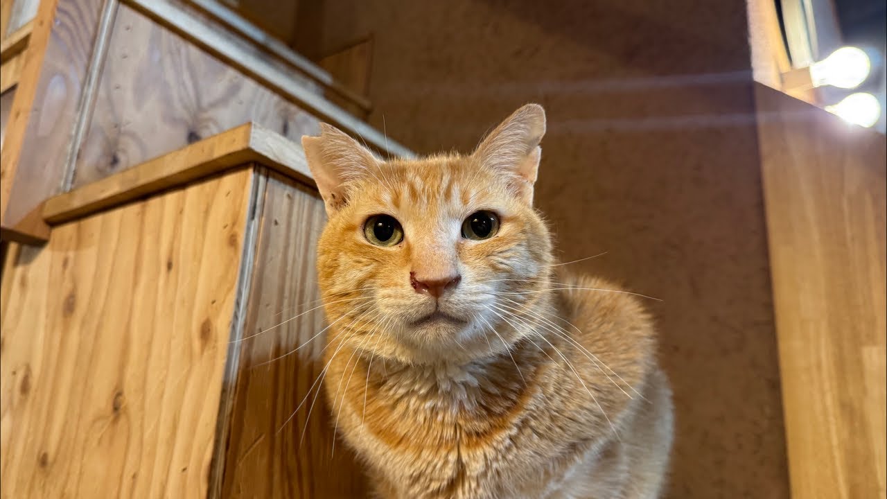 Monday night. Your Super Chat saves the lives of cats.