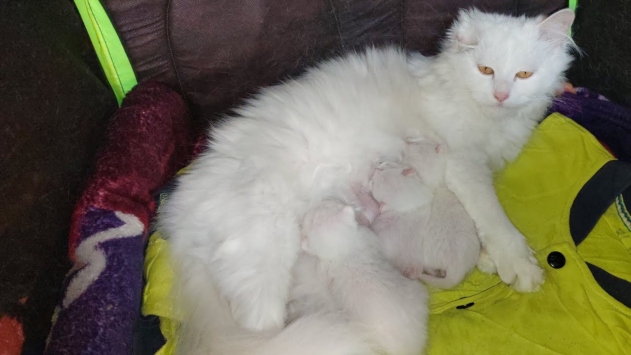 Day 5 Of Newborn Kittens