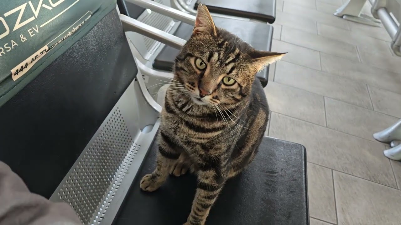 Cat video: Friendly Turkish Tabbycat inside the Ferry boat terminal. Pendik/İstanbul/Türkiye 🇹🇷
