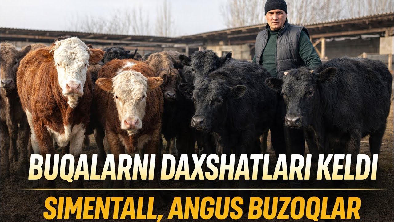 BUQALARNI DAXSHATLARI KELDI SEMENTALL ANGUS BUQALAR 