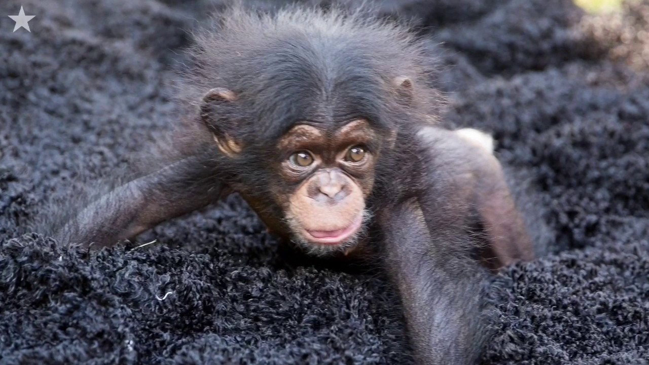 Baby chimp adds a lot of cuteness to zoo exhibit