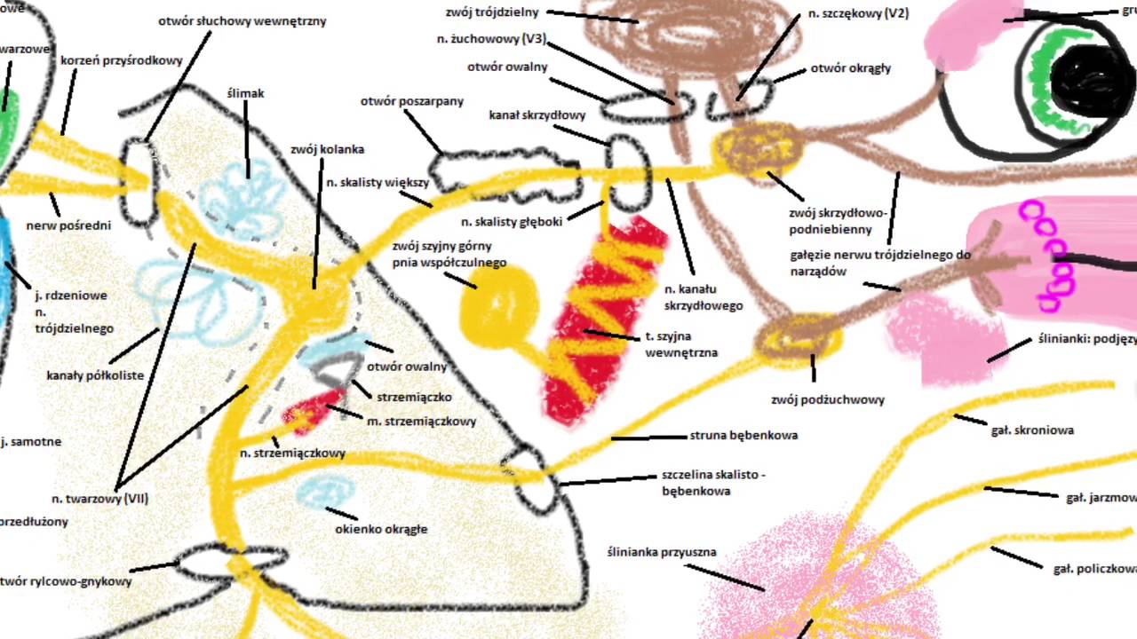 Anatomia - Nerw twarzowy (VII)