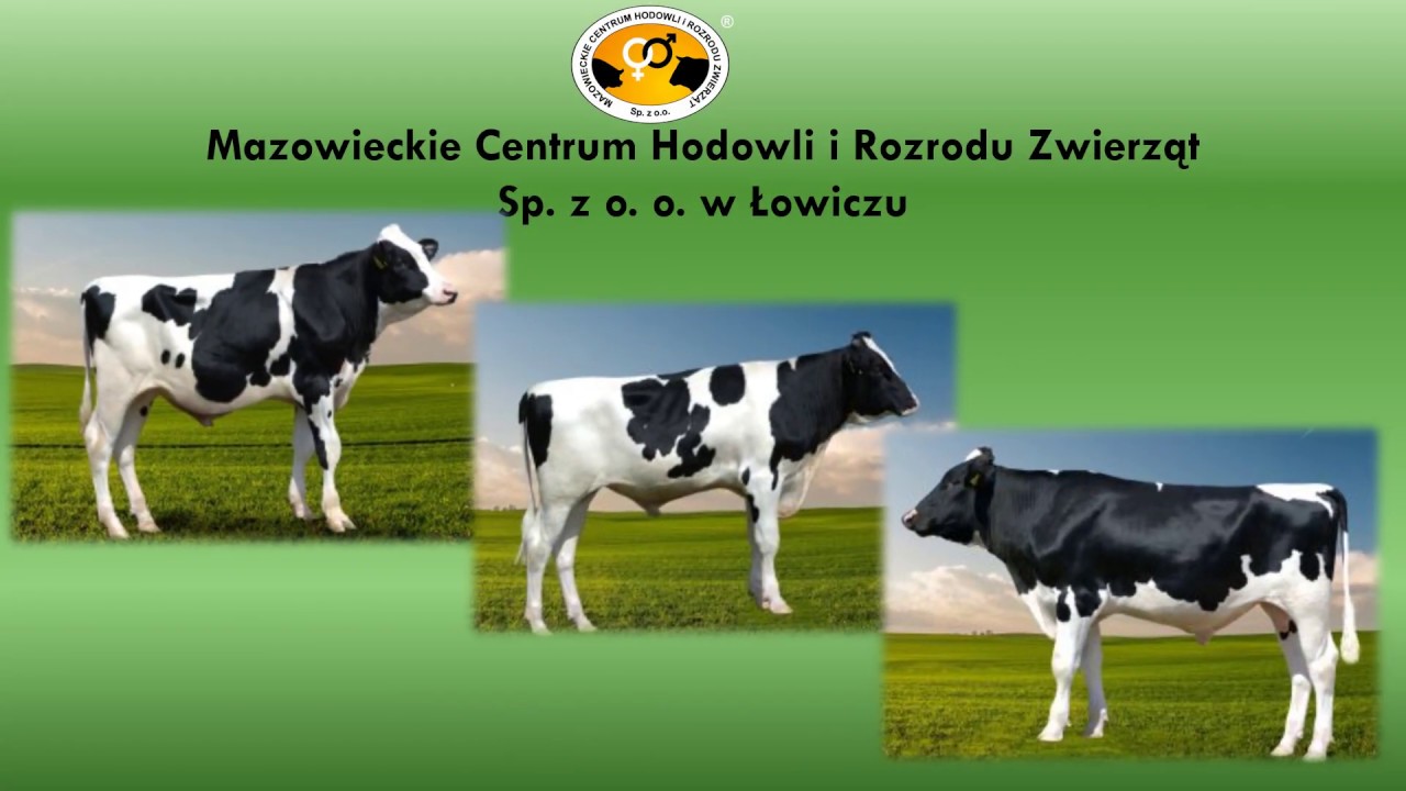 Produkcja nasienia buhaja - MCHiRZ Sp. z o.o.