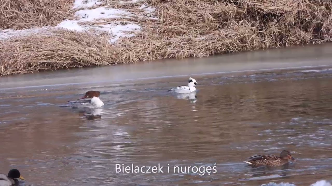 Weekend przy jazie Bartoszowickim styczeń 2026r.