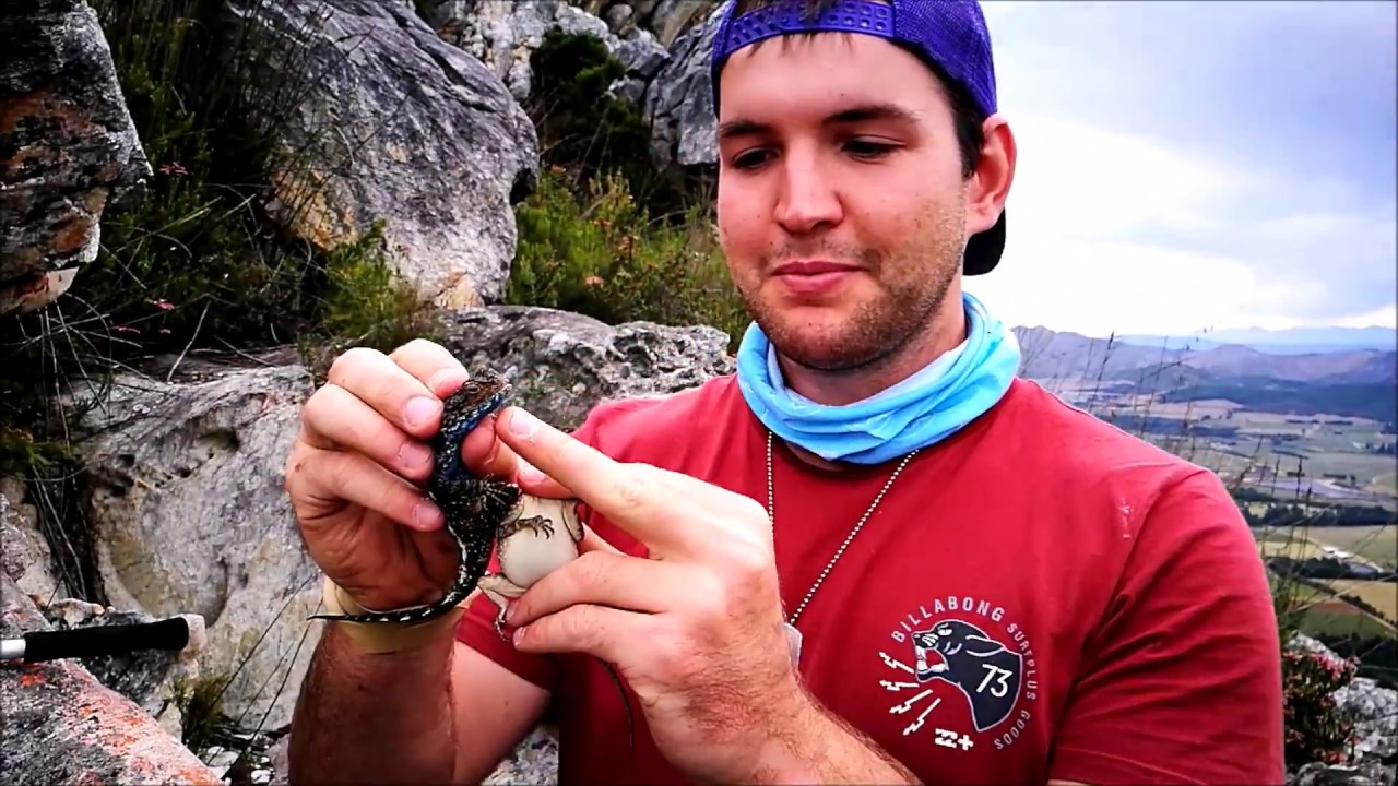 Herping the Western Cape: Part 2