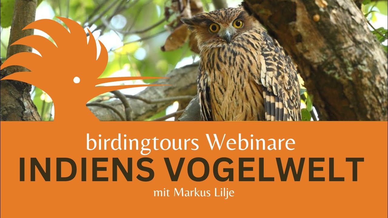 birdingtours Webinare | Indiens Vogelwelt mit Markus Lilje