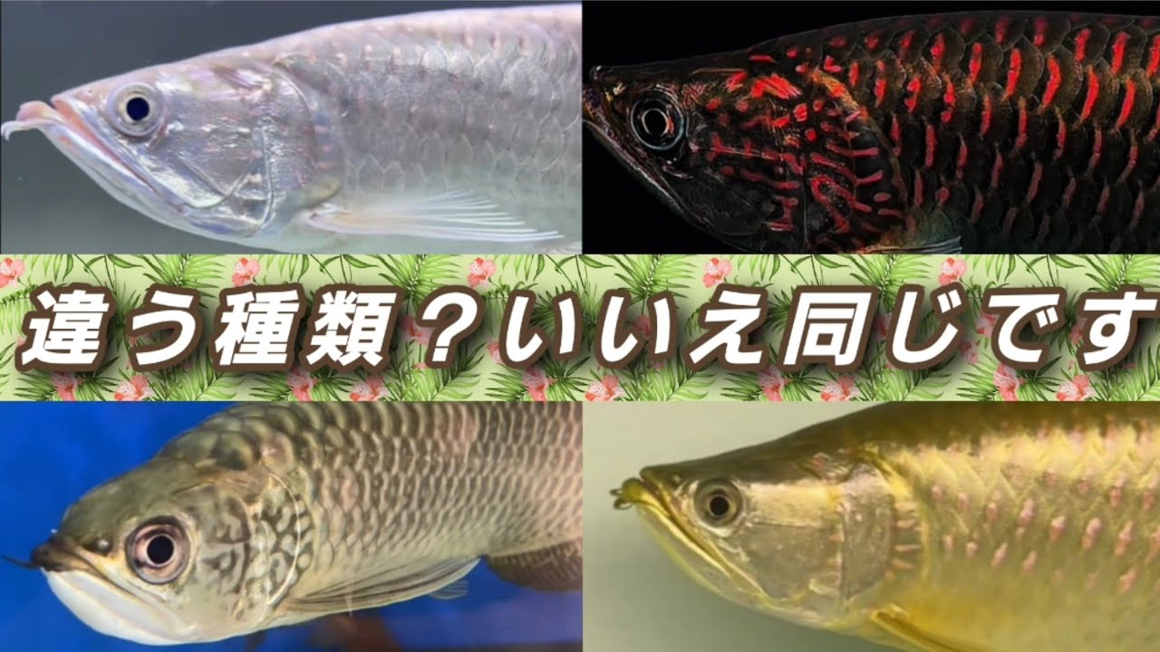 アロワナ科のノーザンバラムンディの体色の個体差が凄すぎる