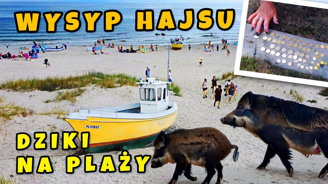 Ludzie gubią duże ilości pieniedzy na plaży. Dziki wśród ludzi. Czy to bezpieczne? Wakacje#2023