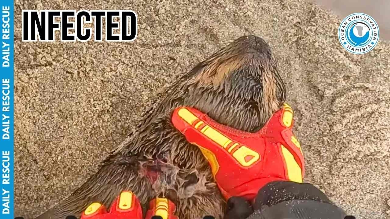 High-Risk Rescue: Getting Up Close and Personal With an Injured Seal Pup