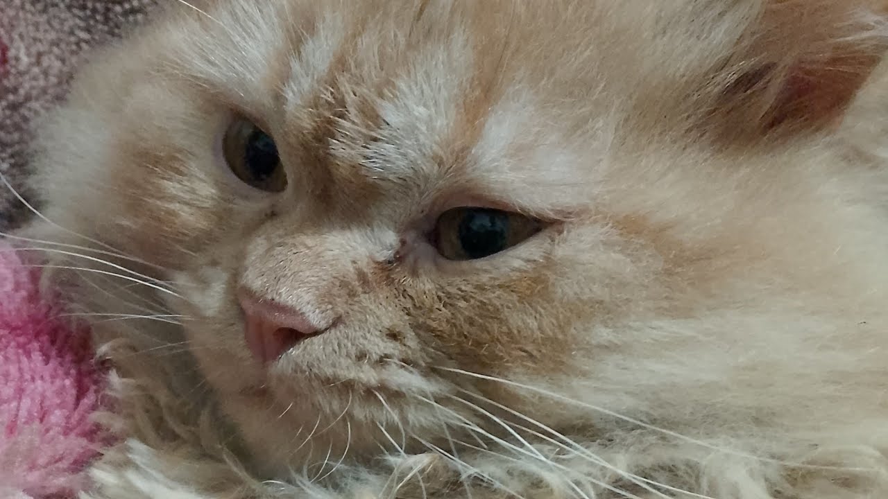 kitten vlogs🥰🐱 is live