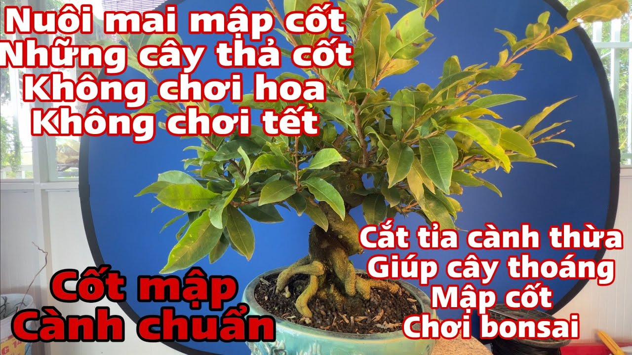 cách nuôi mai vàng nhanh mập cốt - cách nuôi mai vàng nhanh mập cốt cây không chơi tết