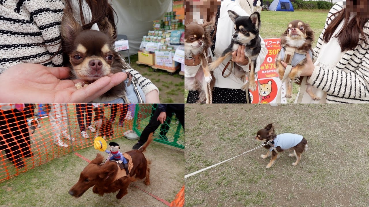 愛犬と一日中楽しめるイベント！遂にうにもドッグレースに参加？【YOKOHAMA GOGO DOGFES】