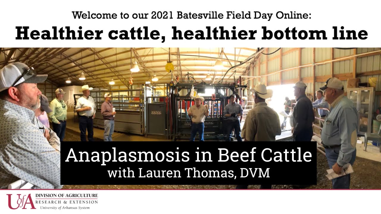 Anaplasmosis in Beef Cattle - with Lauren Thomas, DVM (Healthier Cattle, Healthier Bottom Line)