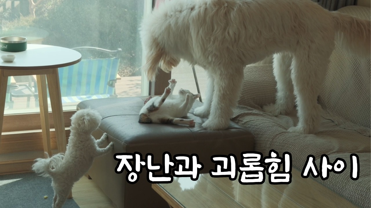 이게 괴롭히는 건지... 노는 건지...