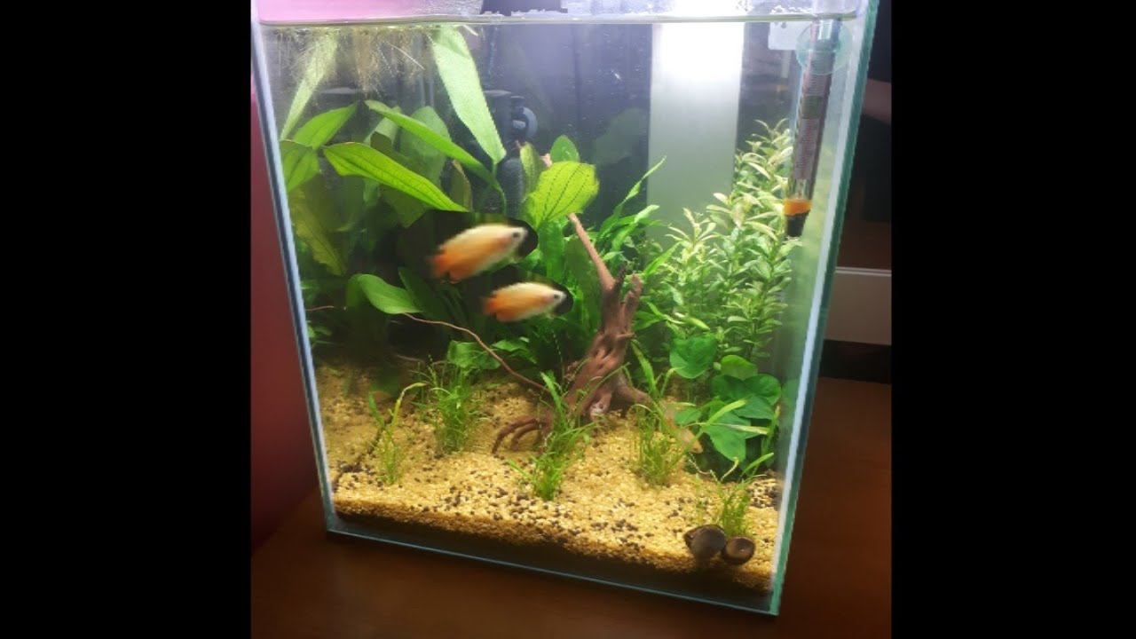 Nano aquarim 30L, Honey Gourami, plants, fish, shrimps and snails
