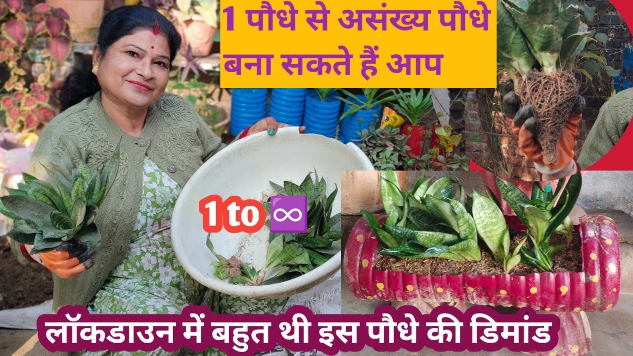 इस पौधे से पौधे उगाते उगाते आप ऊब जाएंगे लेकिन यह पौधा नहीं उबेगा low maintenance very hardy plant..