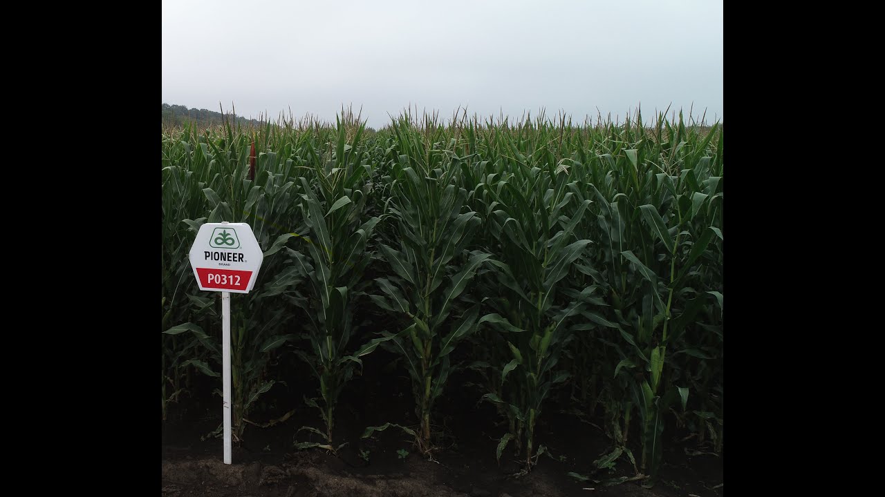 P0312 flowerind corn field
