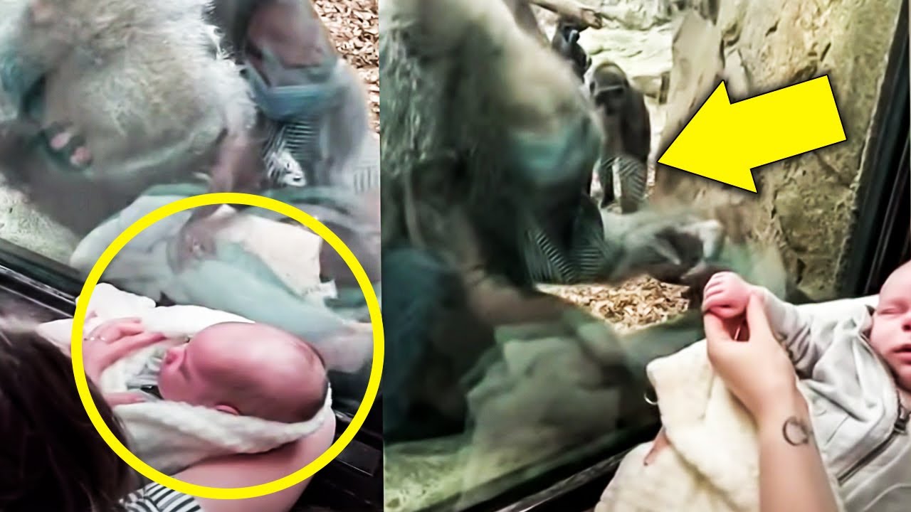 Mother forms unique maternal bond with gorilla